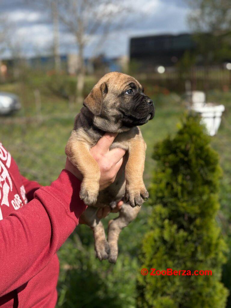 Cane Corso Kane Korso TOP KVALITET