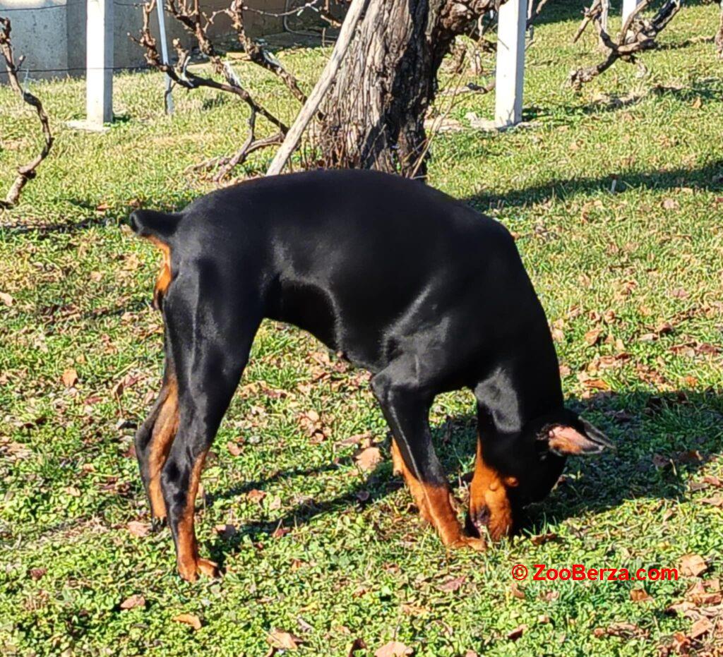 Doberman štenci