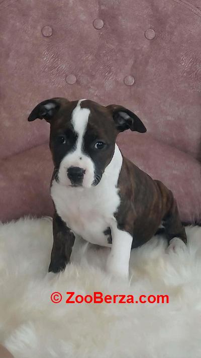 Američki stafordski terijer štenci