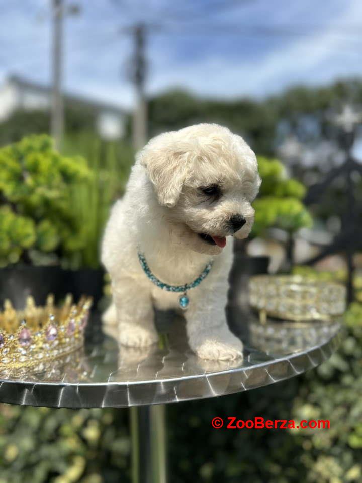 Dostupni za preuzimanje MALTIPOO  