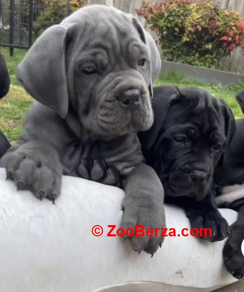 Cane Corso Kane Korso TOP LEGLO