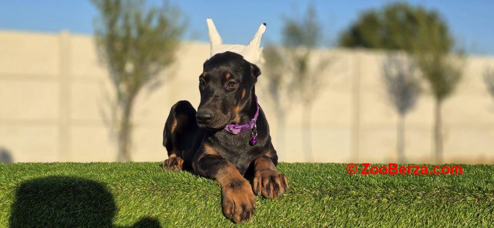 Doberman zenka