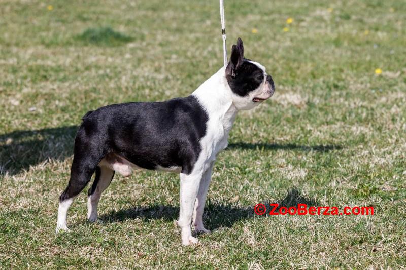 Boston terrier zreli muzjak