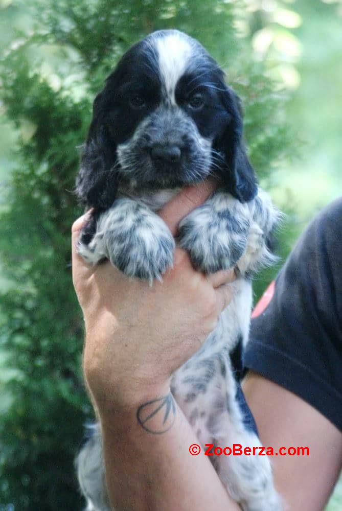 Engleski koker spanijel prelepi štenci