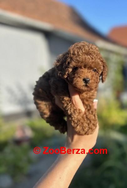 Stenci toy i mini pudle vrhunske genetike