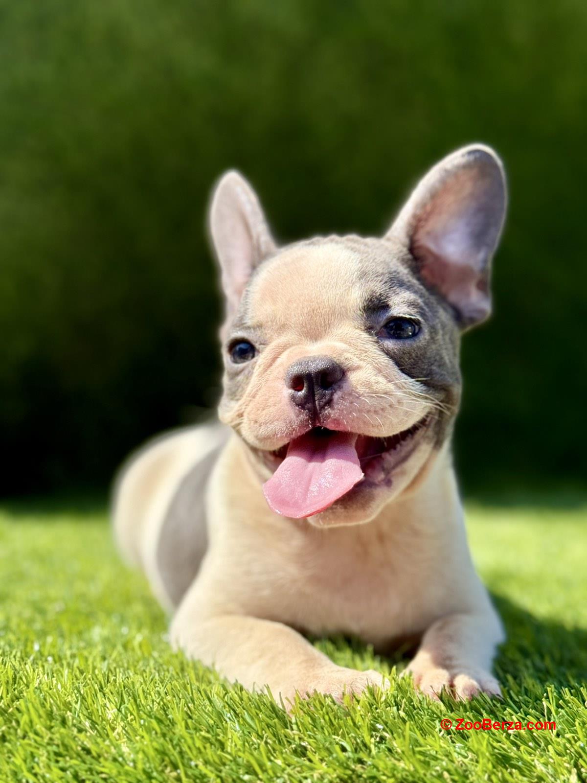 Francuski Buldog prelepi štenci