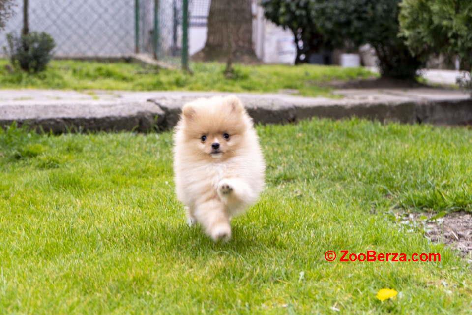 Štenci pomeranaca vrhunskog, šampionskog  porekla 