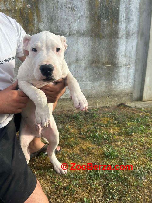 Dogo Argentino štenci