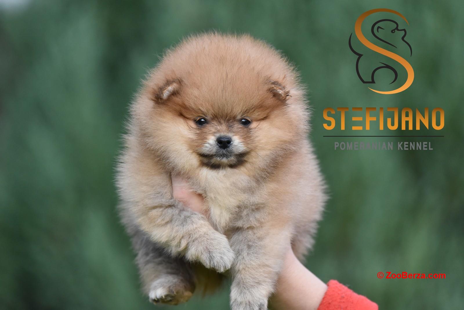 Pomeranac BOO prelepi štenci