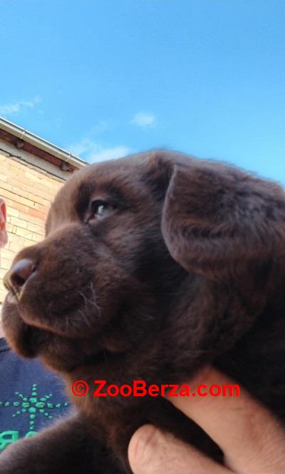Čokoladni  štenci labrador retrivera 