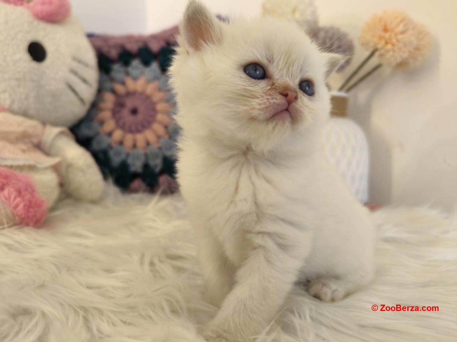 Skotski fold i straight mace