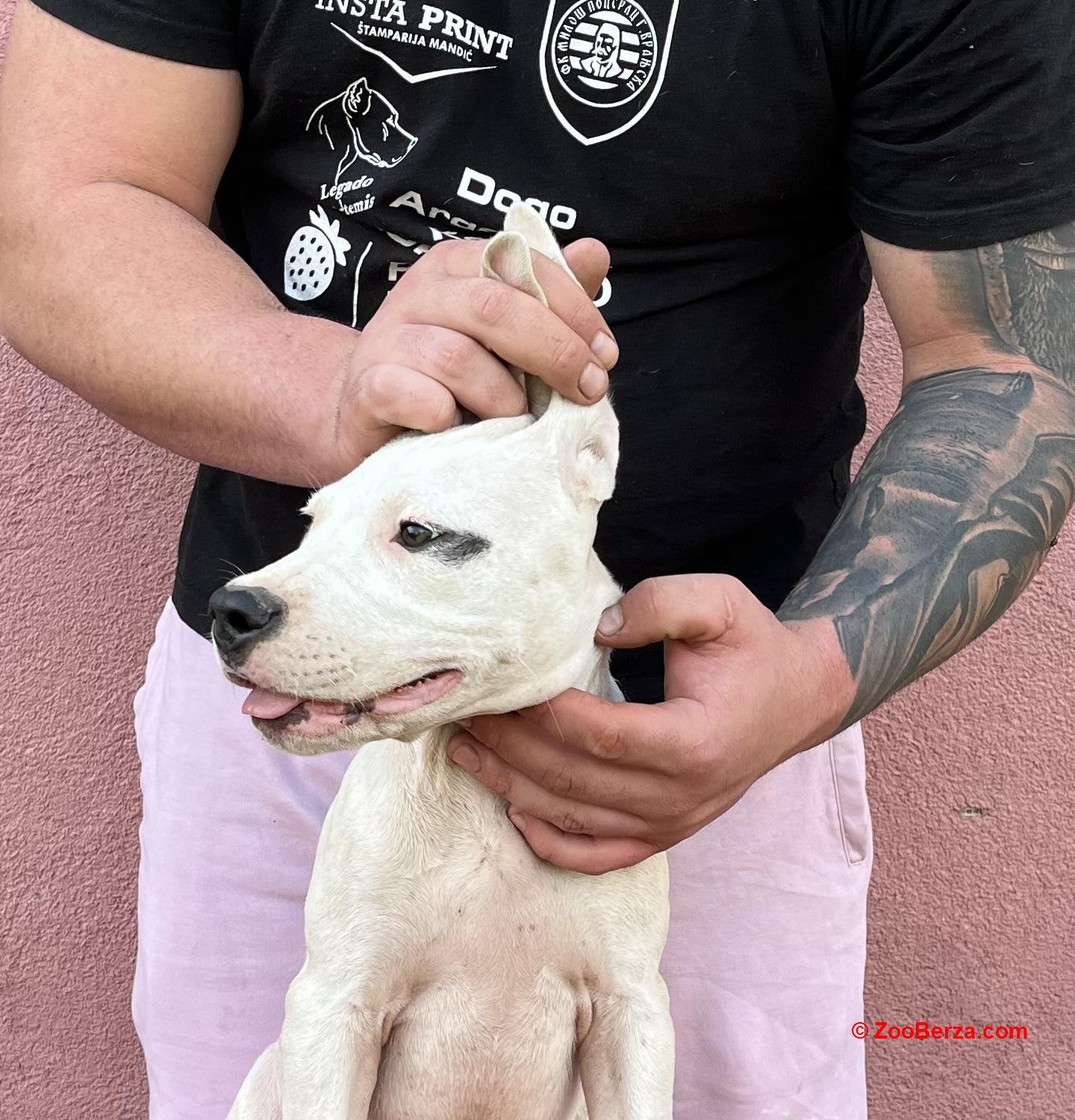 Dogo Argentino 
