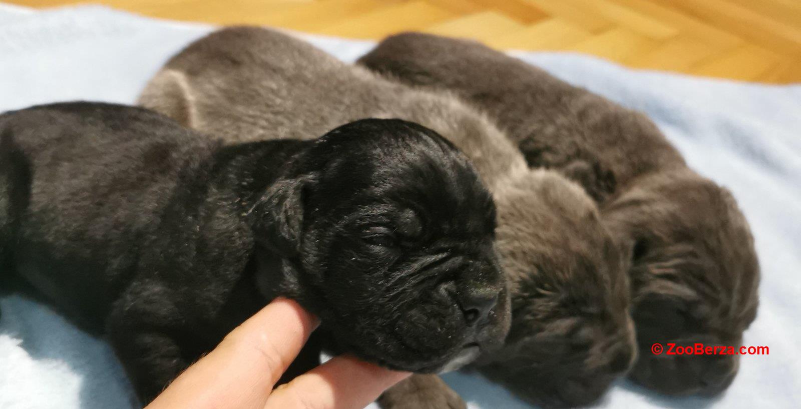 Cane Corso Kane Korso NOVO LEGLO