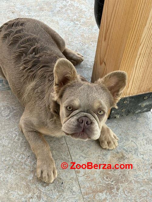Francuski Buldog zenka 
