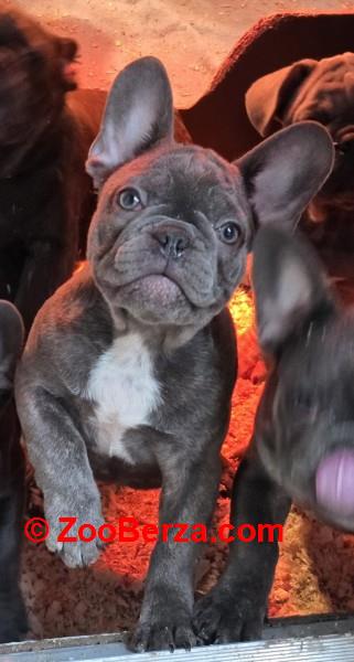 Francuski buldog stenci