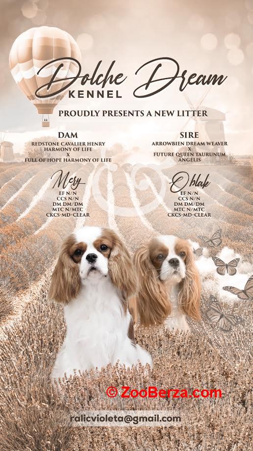 Kavalijer španijel kralja Čarlsa