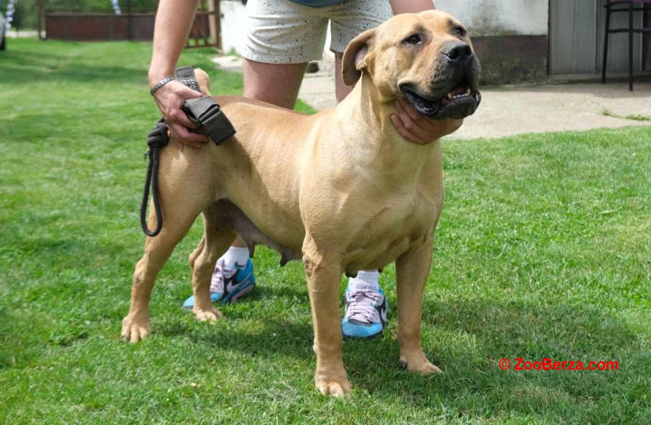 Boerboel Južnoafrički mastif stenci