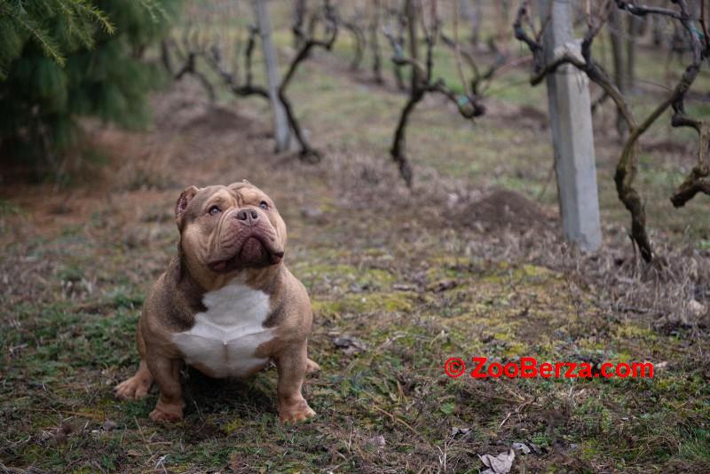 Mužjak egzotičnog bulija slobodan za parenje