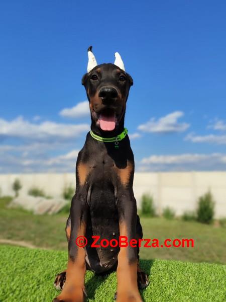 Doberman mužijaci