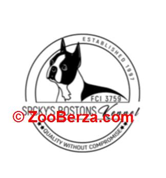Boston terrier stenad