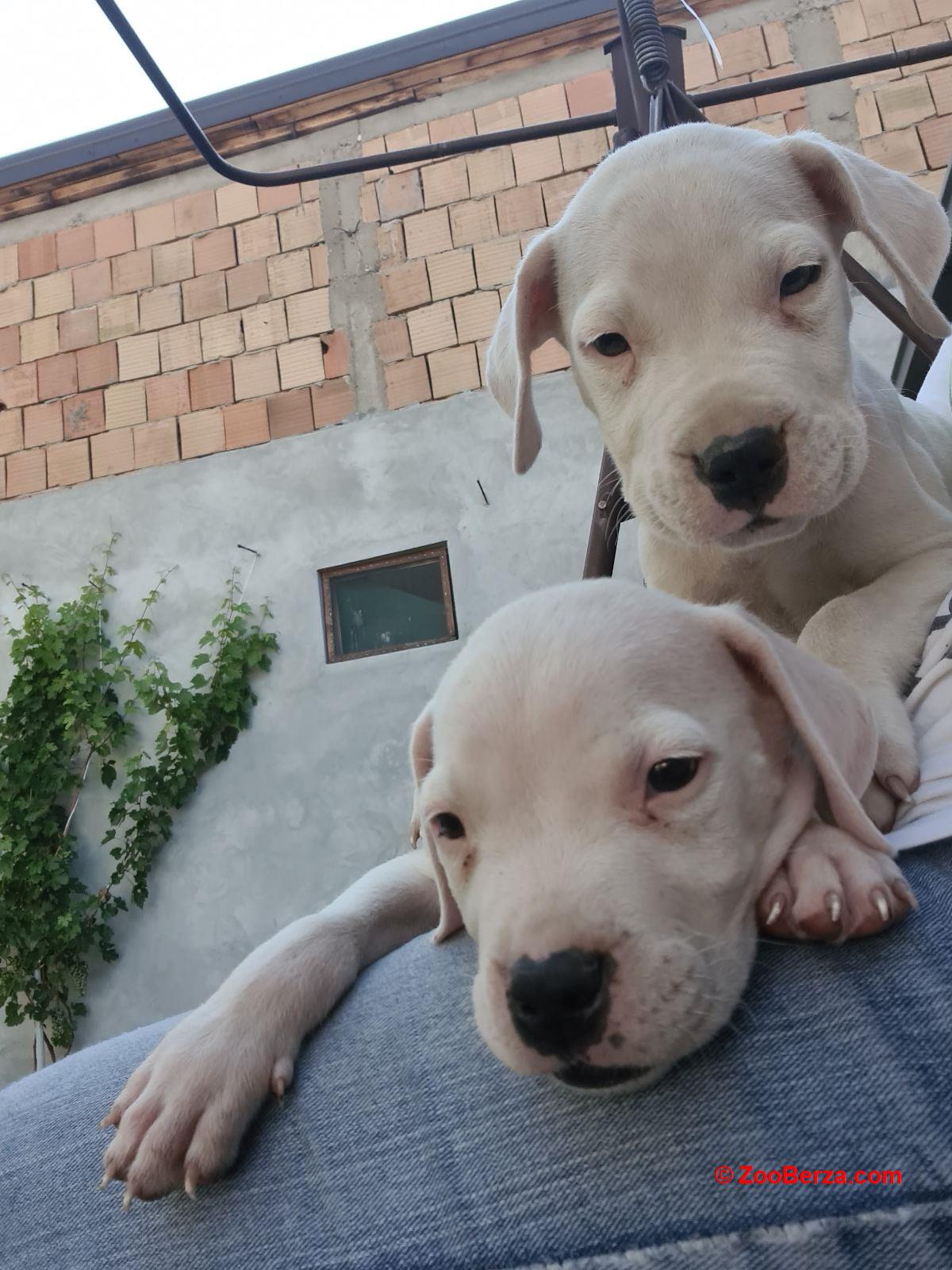 Dogo argentino prelepi štenci
