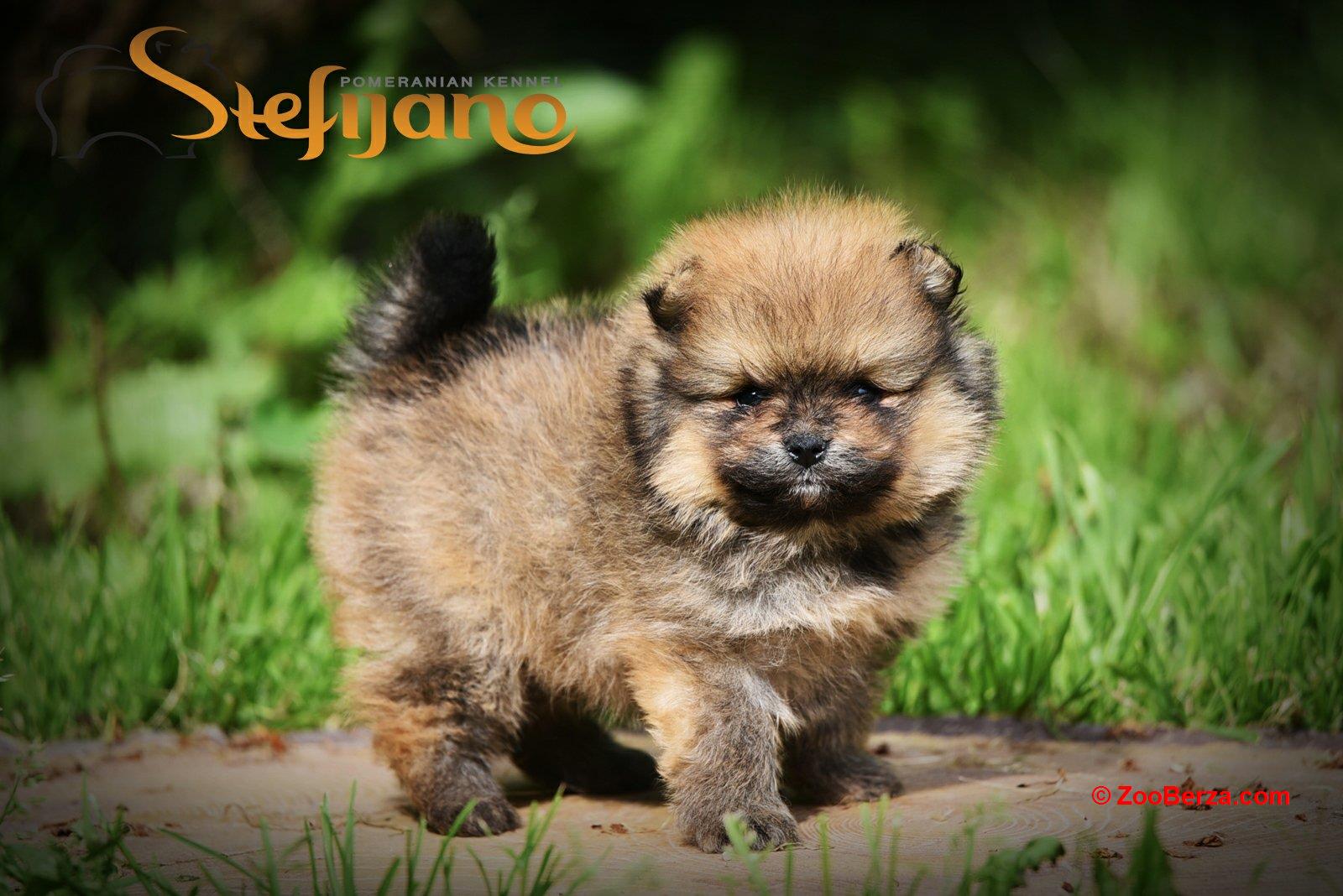 Pomeranac BOO medvedići, Pomeranski Špic štenci