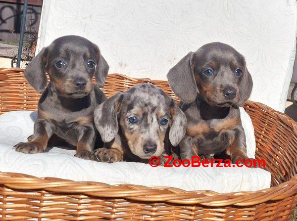 Jazavičari dugodlaki i kratkodlaki 