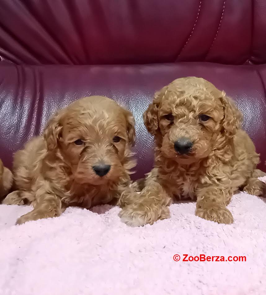 Maltipoo stenci