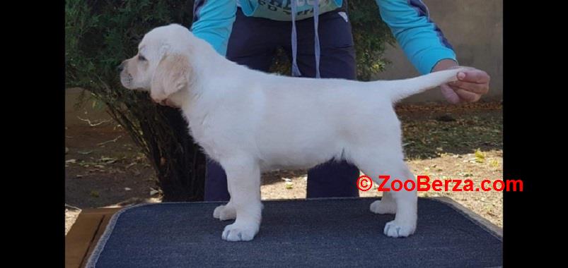 LABRADOR stenci