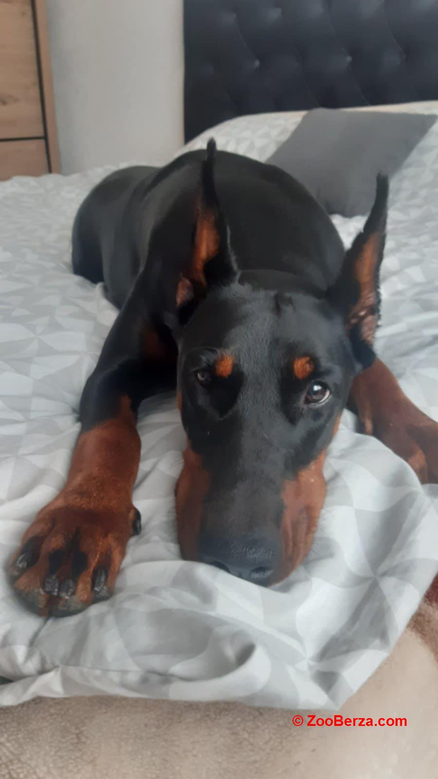 Doberman stenci
