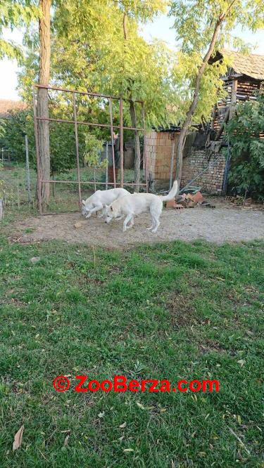 Beli Švajcarski Ovčar štenci