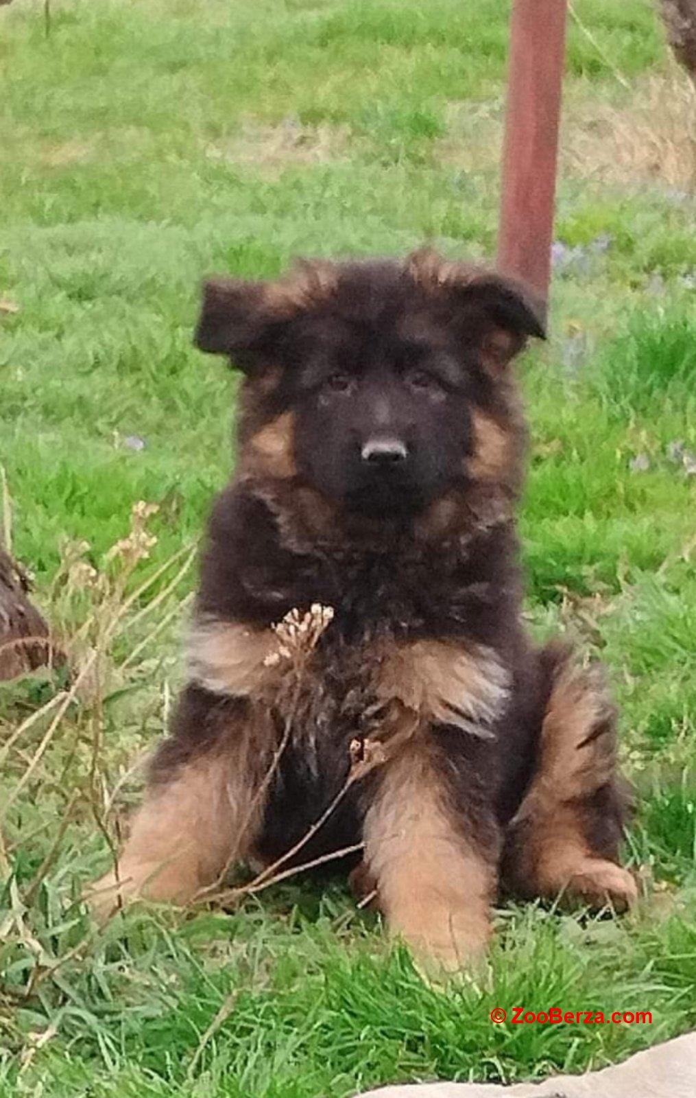 Nemacki ovcar prelepi stenci