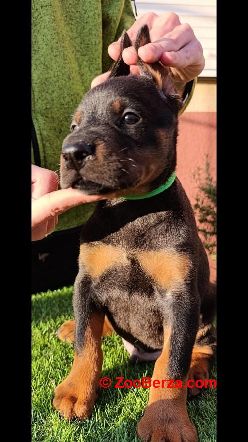 Doberman 