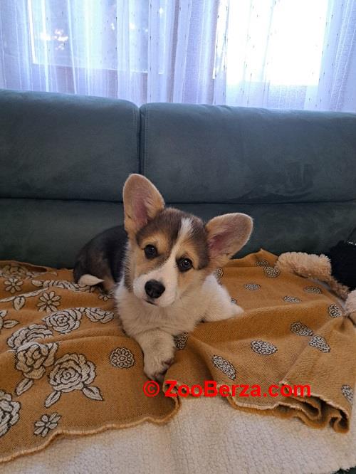 Velški Korgi Pembrok trikolor