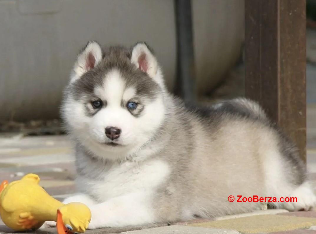 Samojed i Sibirski Haski štenci