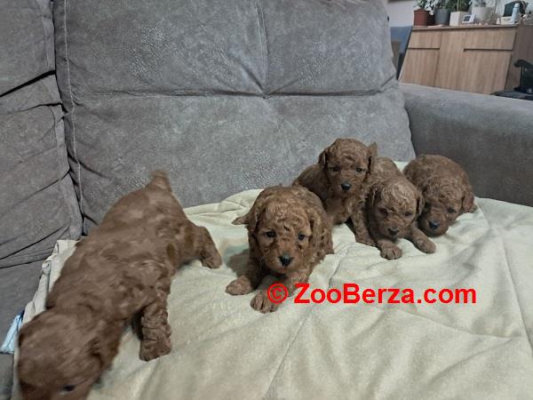 Crvena toj pudla ( Toy Poodle ) 