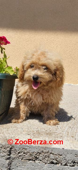 Maltipoo-Bipooo 