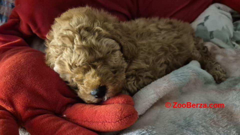 Prelepo štene pudle, ženka 