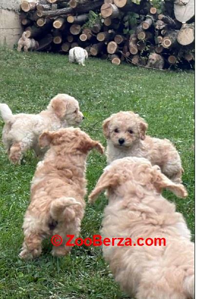 Maltipoo štenci 