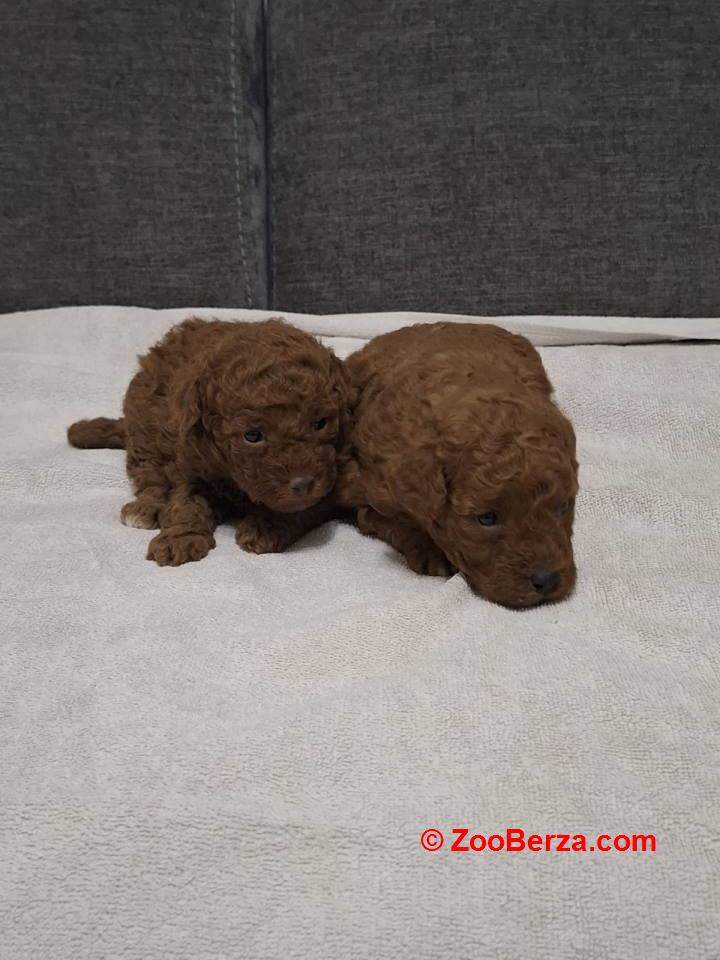 Prodajem patuljaste pudle 