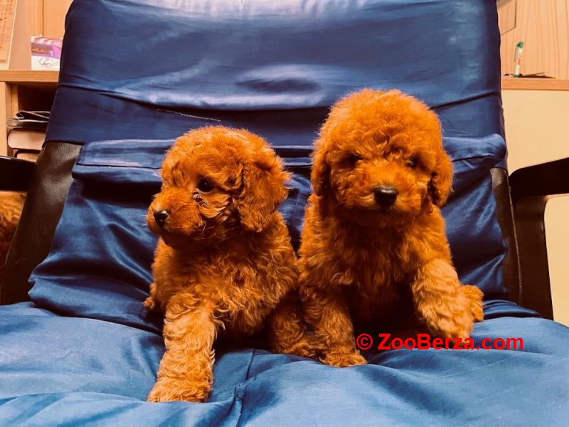 Prelepe patuljaste i toy pudle