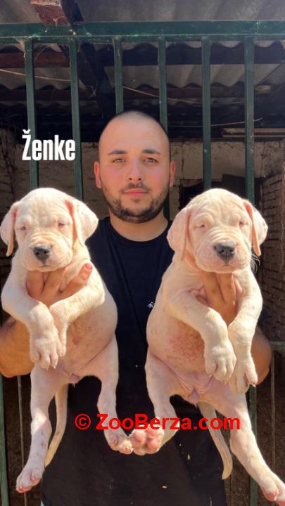 Dogo Argentino štenci