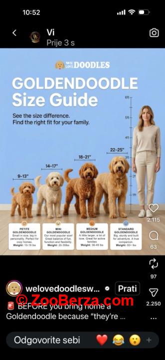 Goldendoodle prelepi štenci