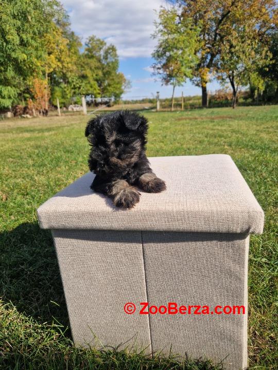 Musko stene patuljastnog snaucera