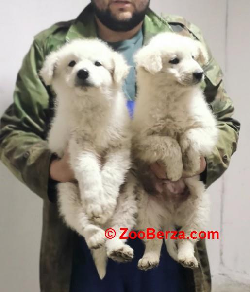 Madjarski kuvasi cistokrvni