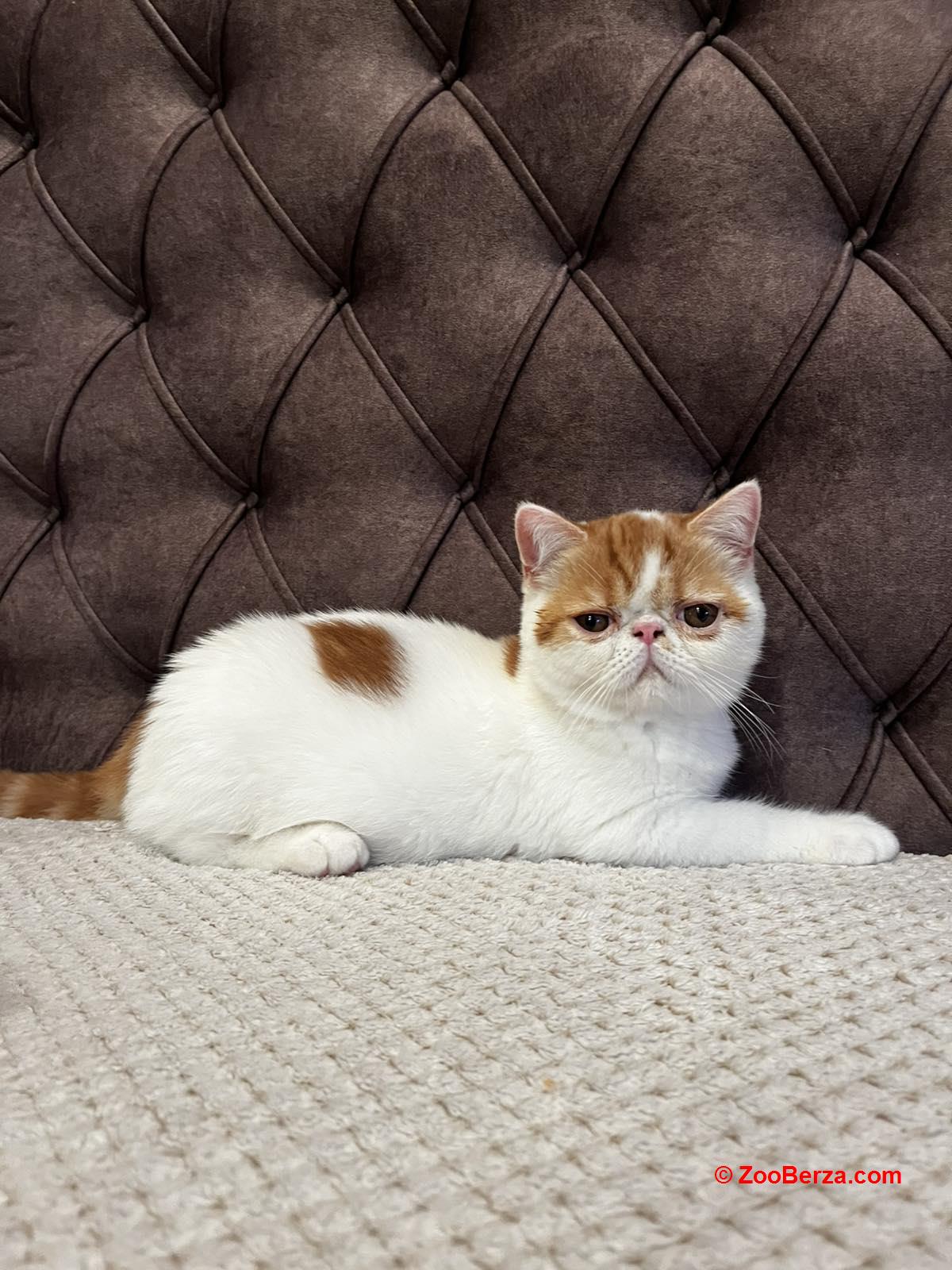 Egzotični kratkodlaki mačići (Exotic Shorthair)