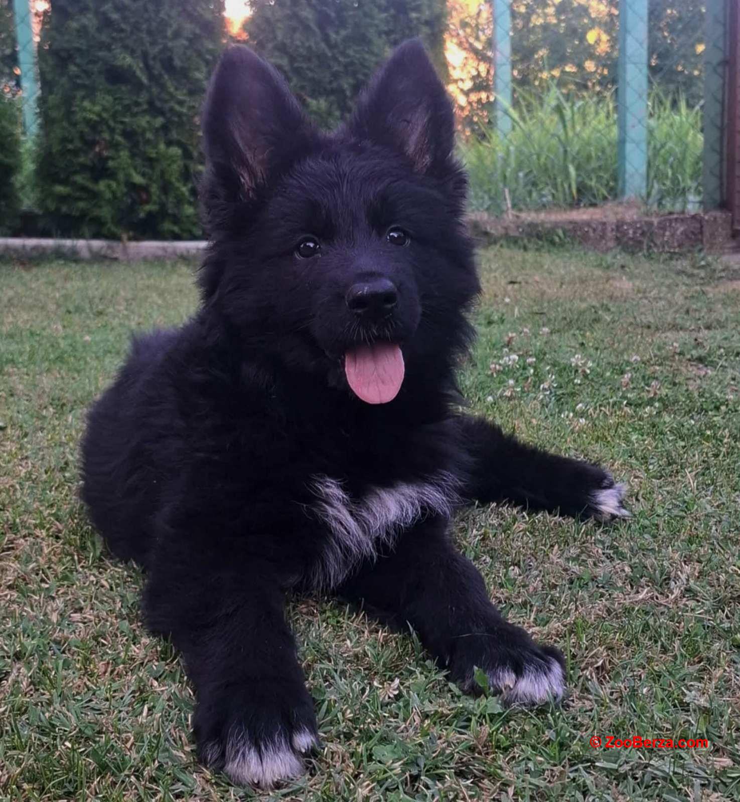 Nemački ovčar, štene -dostava 