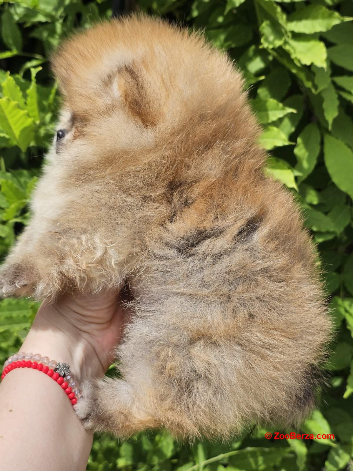 Pomeranac BOO medvedići, Pomeranski Špic štenci