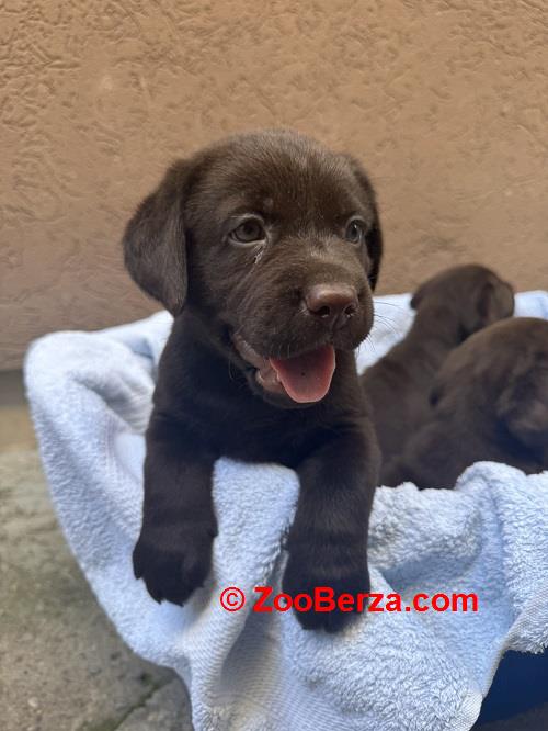 Cokoladni labrador
