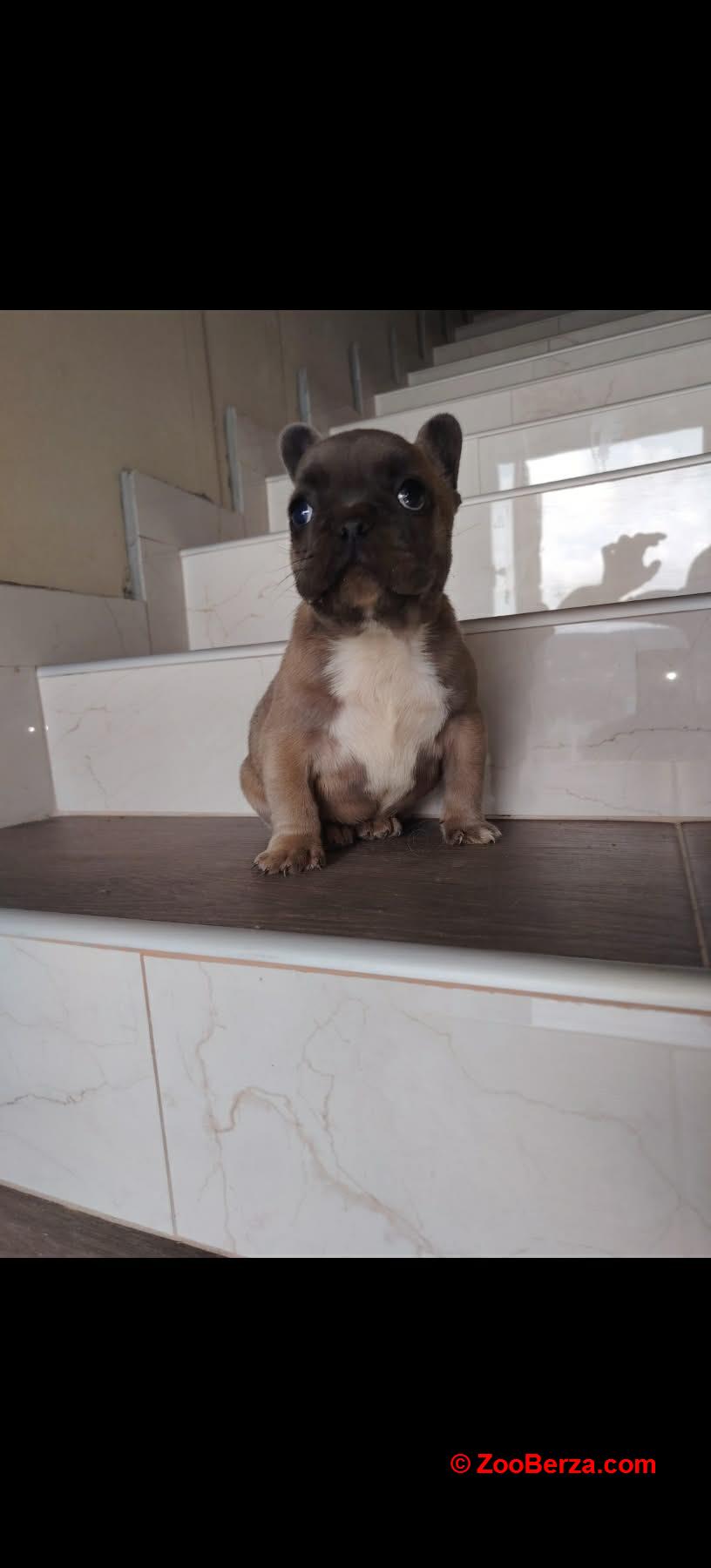 Francuski buldog muško štene